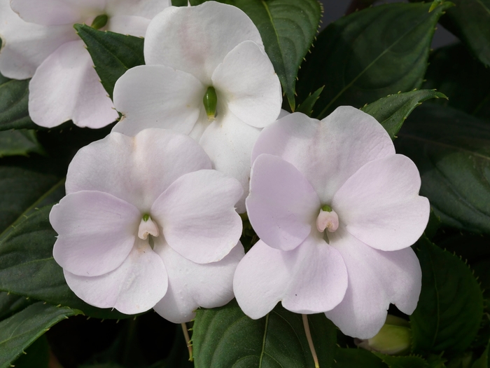 SunPatiens® Tropical White - Impatiens SunPatiens® Tropical White - Impatiens