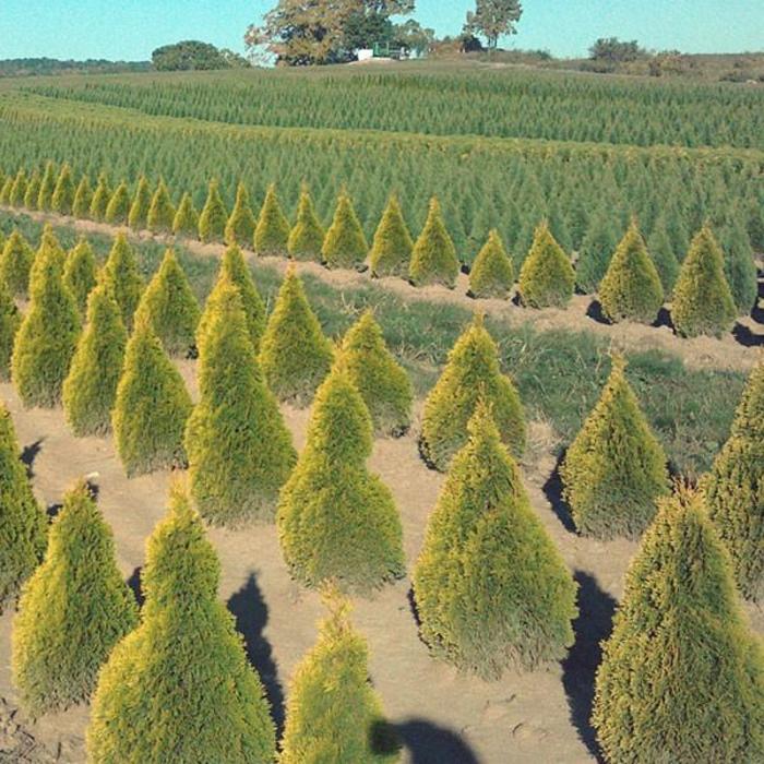 Cat's Eye Arborvitae - Thuja occidentalis 'Cat's Eye' Cat's Eye Arborvitae - Thuja occidentalis 'Cat's Eye'