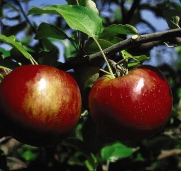 Cortland Apple - Malus 'Cortland'