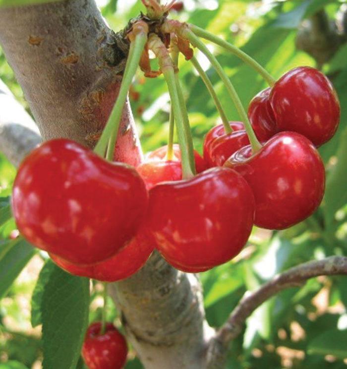 Mesabi Cherry - Prunus 'Mesabi' Mesabi Cherry - Prunus 'Mesabi'
