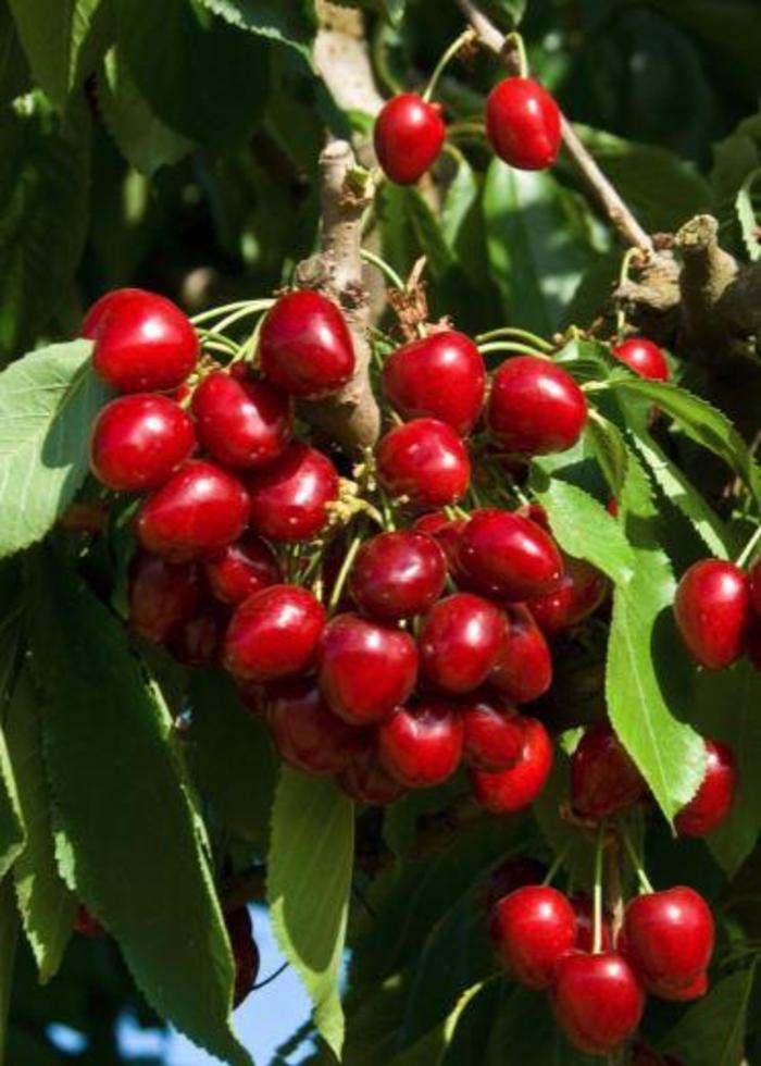 Stella Cherry - Prunus avium 'Stella' Stella Cherry - Prunus avium 'Stella'