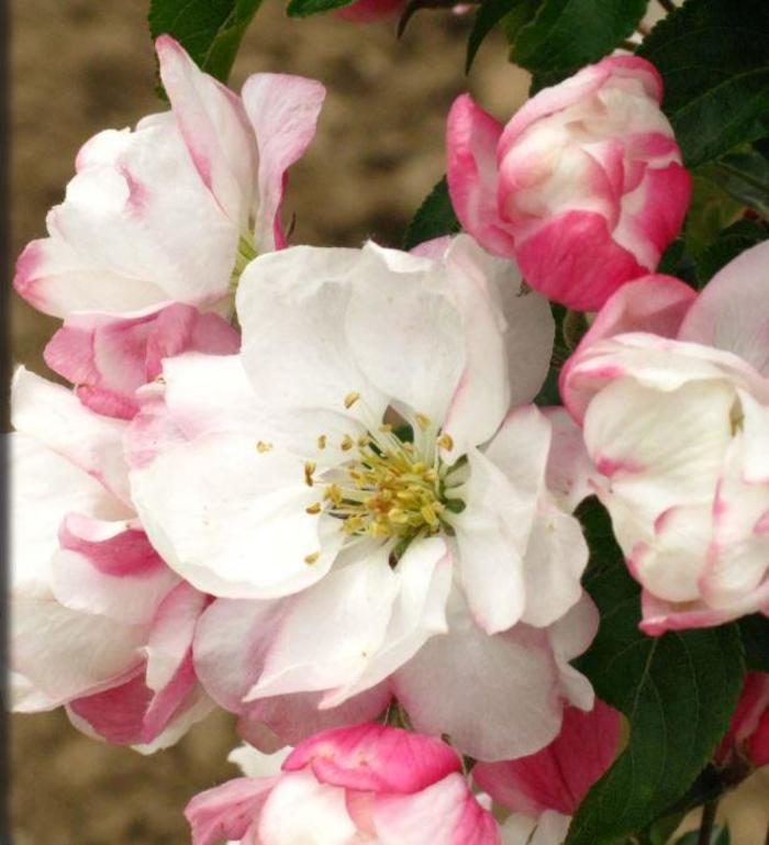 Marilee® Crabapple - Malus 'Jarmin' Marilee® Crabapple - Malus 'Jarmin'