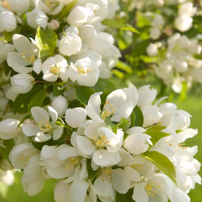 Spring Snow Crabapple - Malus 'Spring Snow'