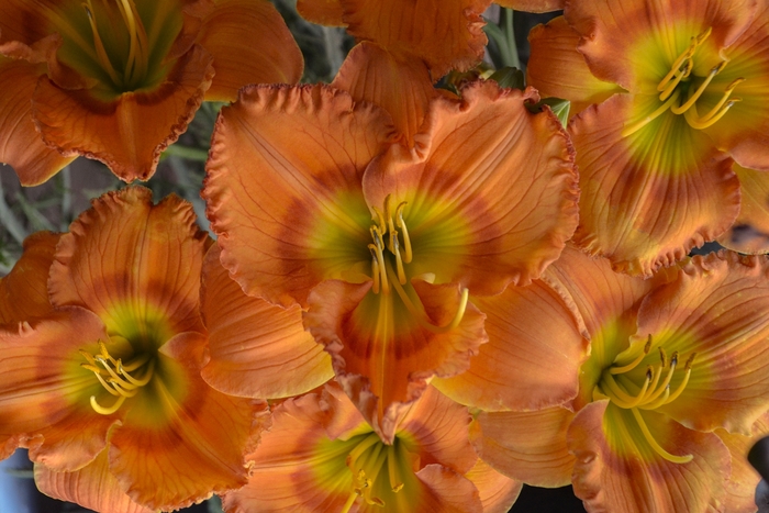 Daylily - Hemerocallis 'Earlybird Oriole' Daylily - Hemerocallis 'Earlybird Oriole'