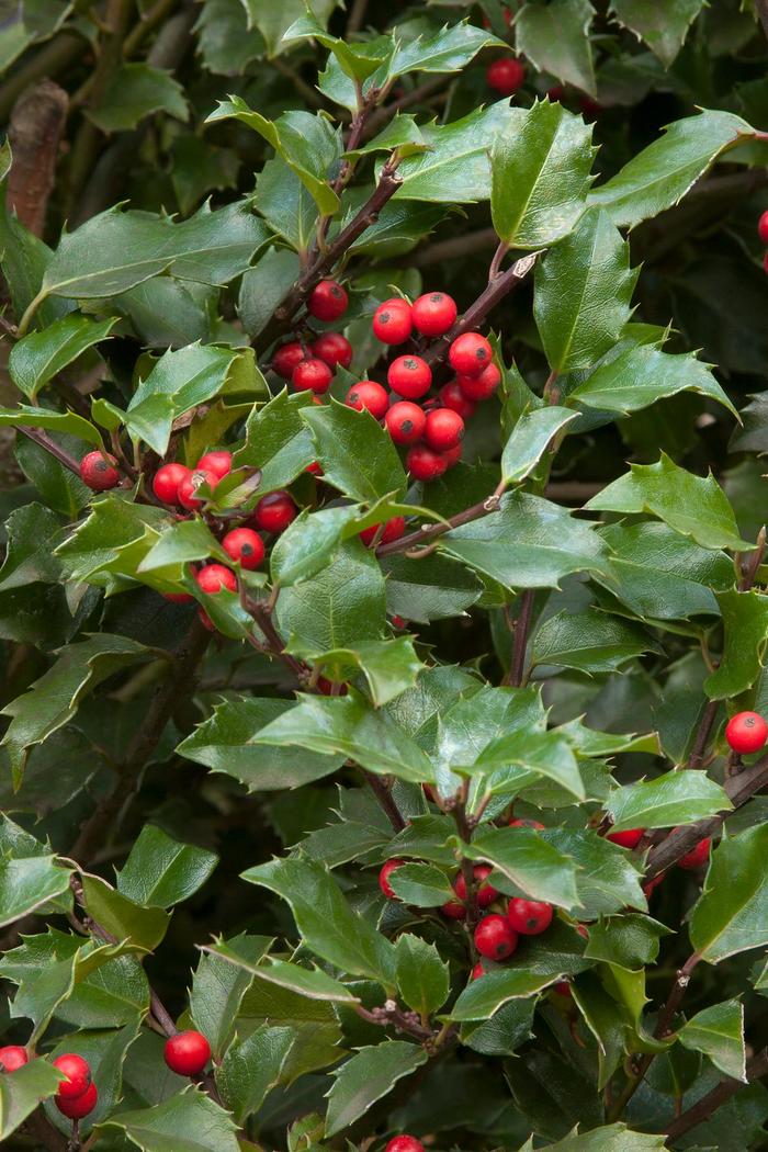 Berri-Magic Kids' Holly Combination - Ilex x meserveae 'Blue Girl & Blue Boy'