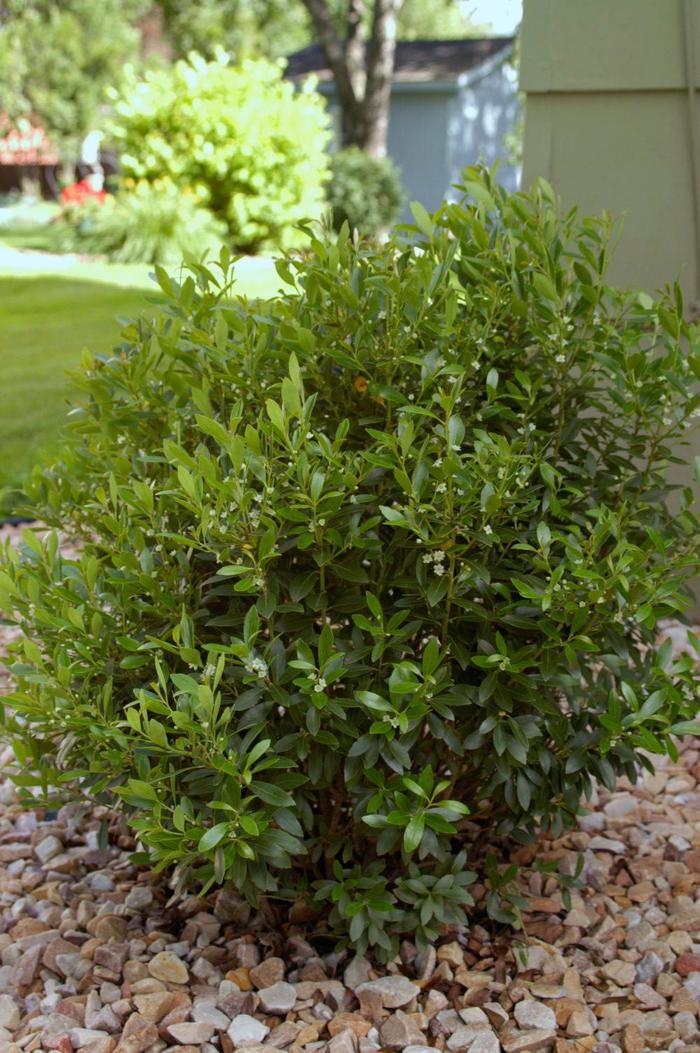 Shamrock Inkberry - Ilex glabra 'Shamrock' Shamrock Inkberry - Ilex glabra 'Shamrock'