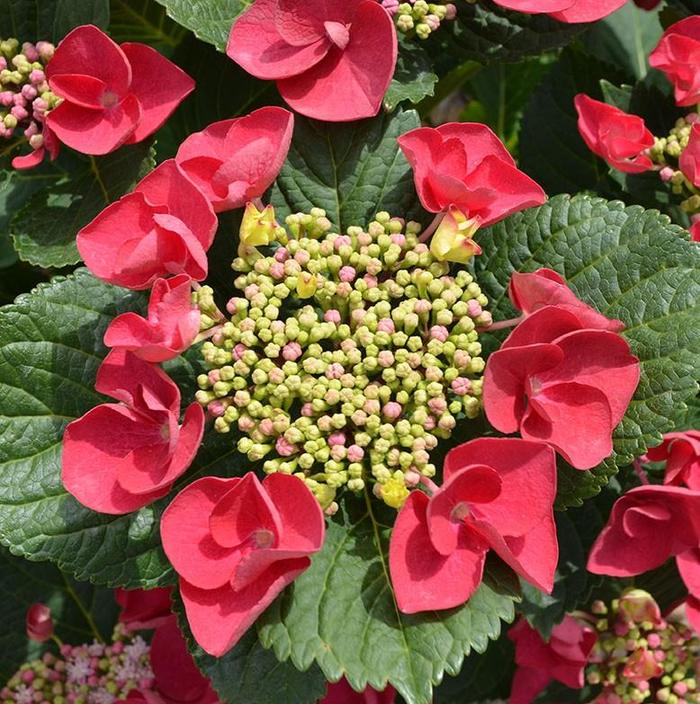 Cherry Explosion Hydrangea - Hydrangea macrophylla 'McKay' Cherry Explosion Hydrangea - Hydrangea macrophylla 'McKay'
