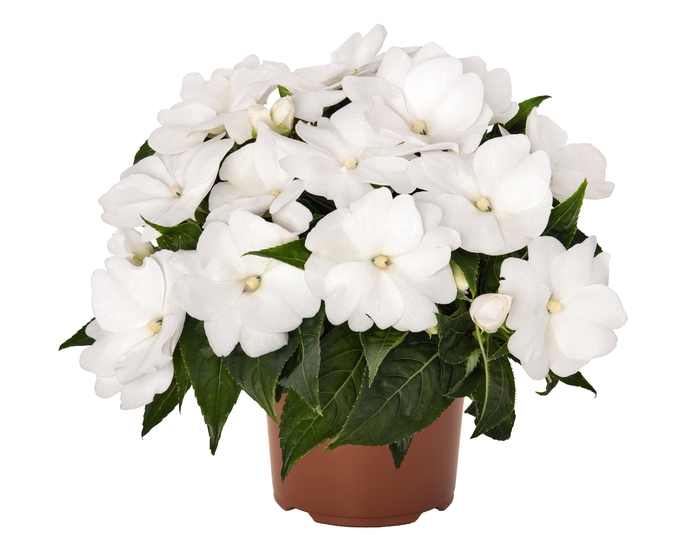 Impatiens, New Guinea - Impatiens 'Magnum Clear White'