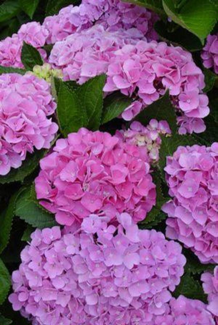 Everlasting Opal Hydrangea - Hydrangea macrophylla 'Xian' Everlasting Opal Hydrangea - Hydrangea macrophylla 'Xian'