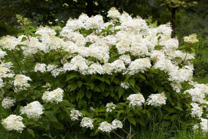 Phantom Hydrangea - Hydrangea paniculata 'Phantom' Phantom Hydrangea - Hydrangea paniculata 'Phantom'