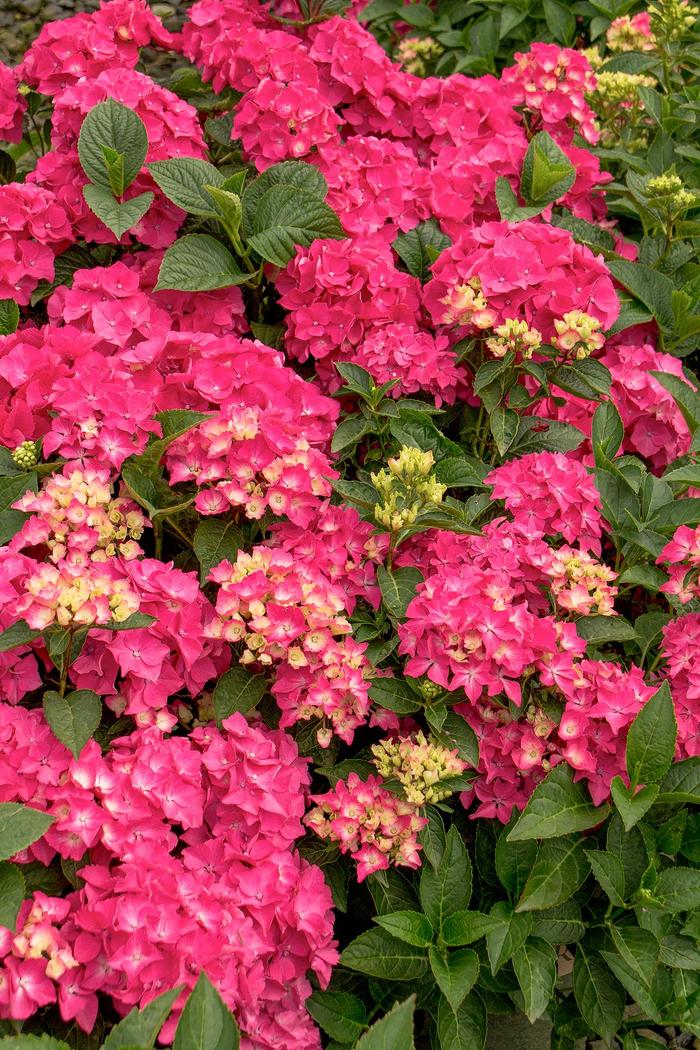 Pink Elf Hydrangea - Hydrangea macrophylla 'Pia' Pink Elf Hydrangea - Hydrangea macrophylla 'Pia'