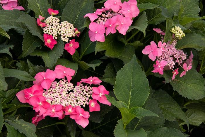 Seaside Serenade Cape May Hydrangea - Hydrangea serrata 'Seaside Serenade Cape May' Seaside Serenade Cape May Hydrangea - Hydrangea serrata 'Seaside Serenade Cape May'