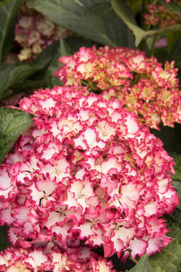 Seaside Serenade Fire Island Hydrangea - Hydrangea macrophylla 'HORTFIRE' Seaside Serenade Fire Island Hydrangea - Hydrangea macrophylla 'HORTFIRE'
