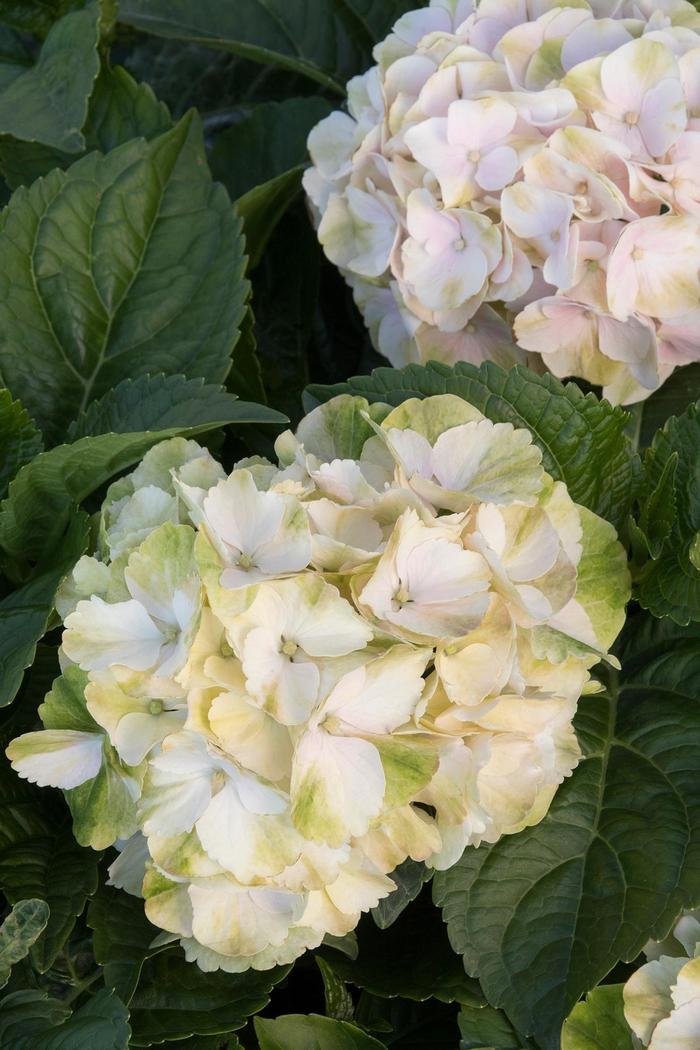 Seaside Serenade Cape Lookout Hydrangea - Hydrangea macrophylla 'HORTMABLO' Seaside Serenade Cape Lookout Hydrangea - Hydrangea macrophylla 'HORTMABLO'