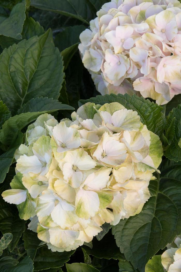 Seaside Serenade Cape Lookout Hydrangea - Hydrangea macrophylla 'HORTMABLO'