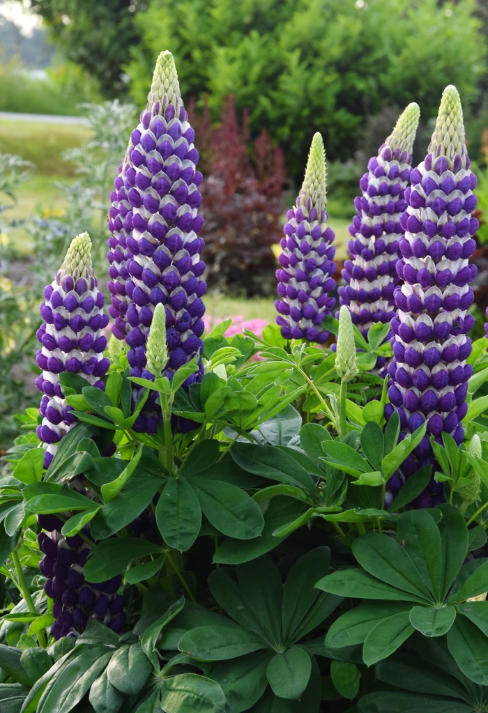 Lupine - Lupinus polyphyllus Westcountry™ 'Blacksmith' Lupine - Lupinus polyphyllus Westcountry™ 'Blacksmith'