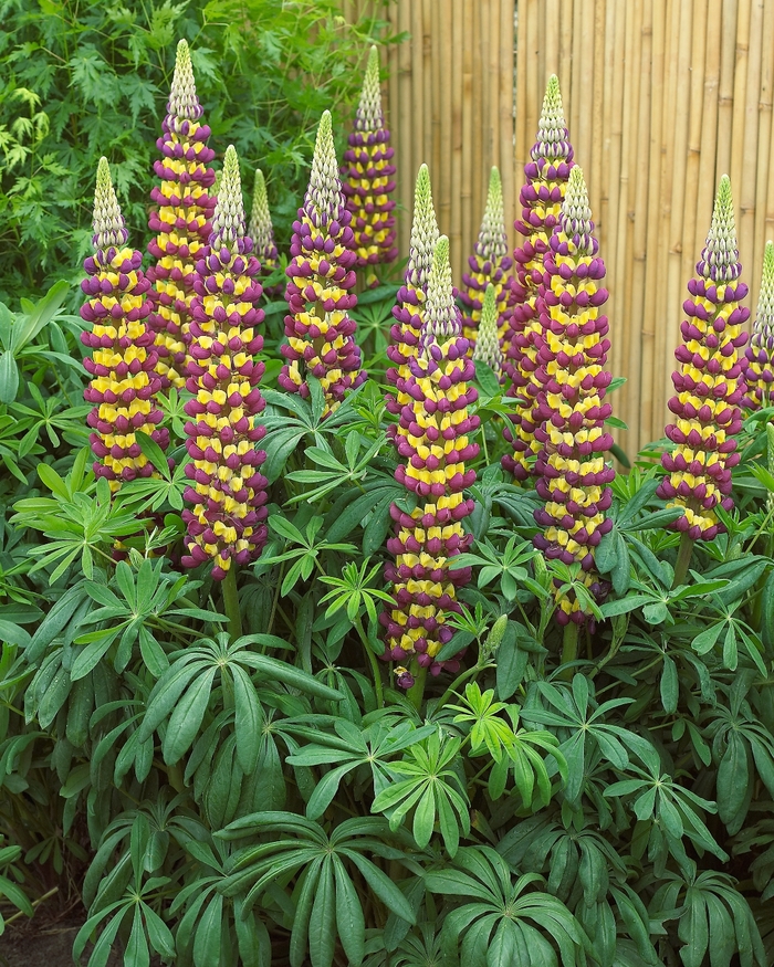 Lupine - Lupinus polyphyllus Westcountry™ 'Manhattan Lights' Lupine - Lupinus polyphyllus Westcountry™ 'Manhattan Lights'