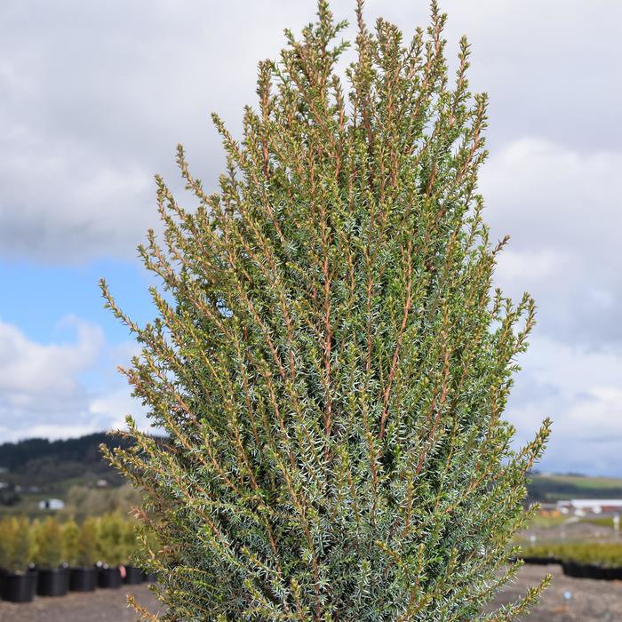 Pencil Point Juniper - Juniperus communis 'Pencil Point' Pencil Point Juniper - Juniperus communis 'Pencil Point'