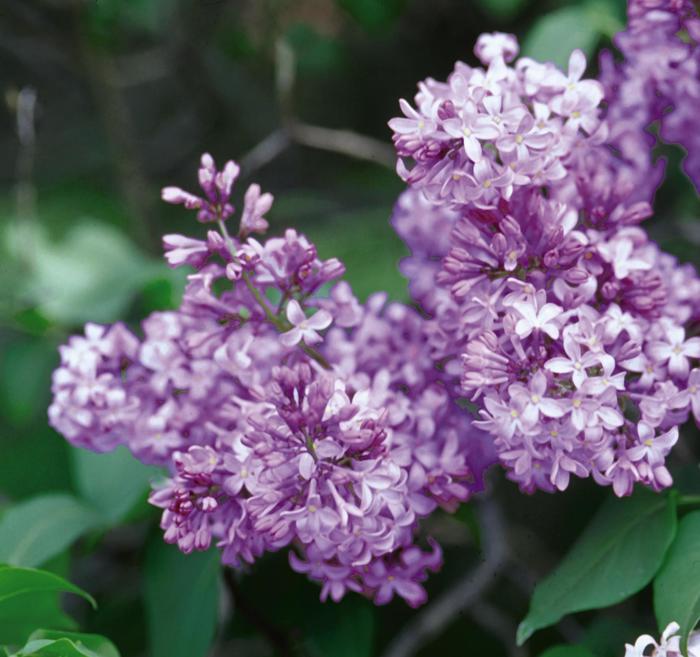 Common Purple Lilac - Syringa vulgaris Common Purple Lilac - Syringa vulgaris