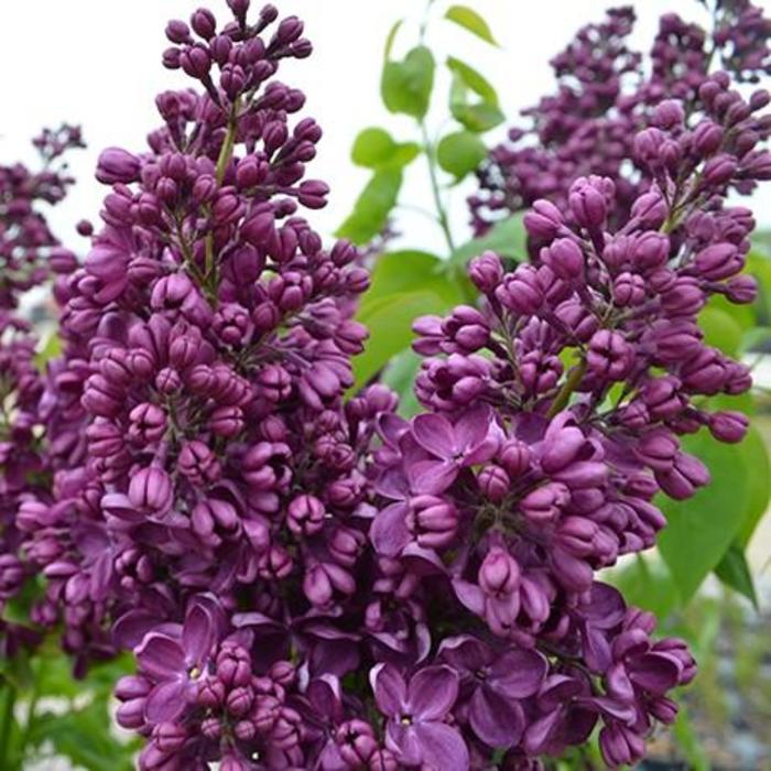 Yankee Doodle Lilac - Syringa vulgaris 'Yankee Doodle' Yankee Doodle Lilac - Syringa vulgaris 'Yankee Doodle'