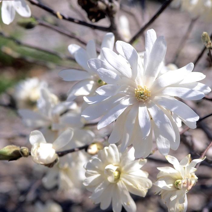 Royal Star Magnolia - Magnolia stellata 'Royal Star'