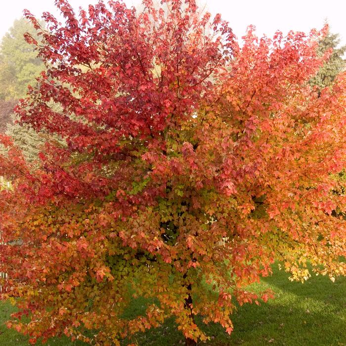Burgundy Belle Maple - Acer rubrum 'Magnificent Magenta' Burgundy Belle Maple - Acer rubrum 'Magnificent Magenta'