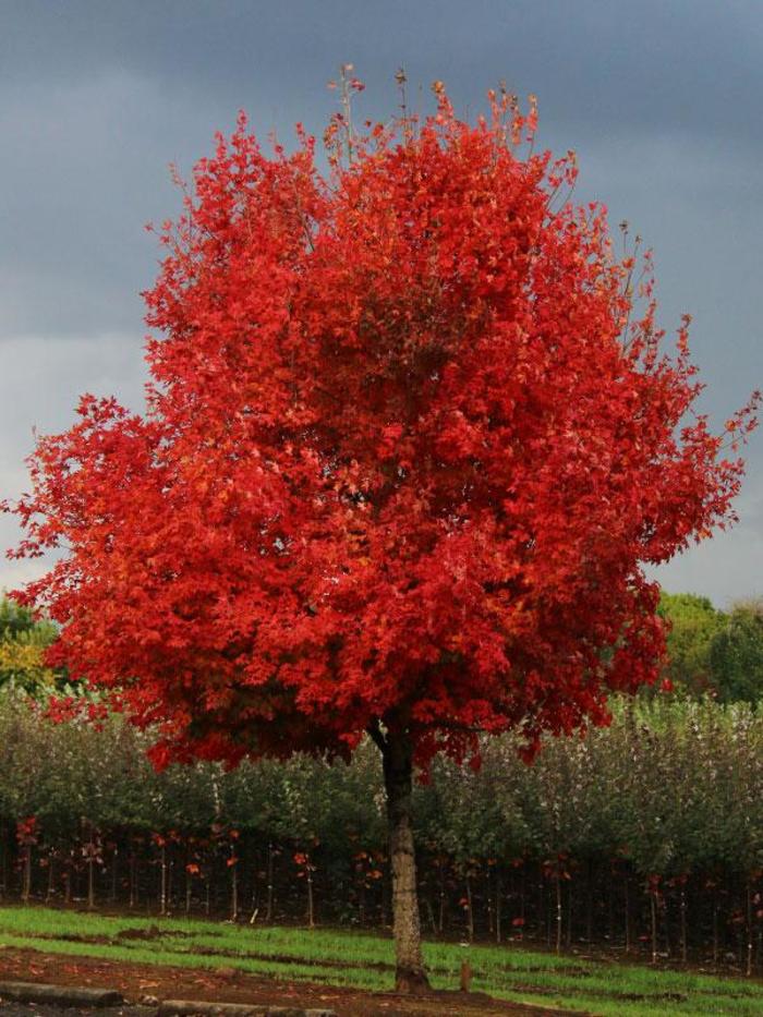 Flashfire® Sugar Maple - Acer saccharum 'JFS-Caddo2' PP23361