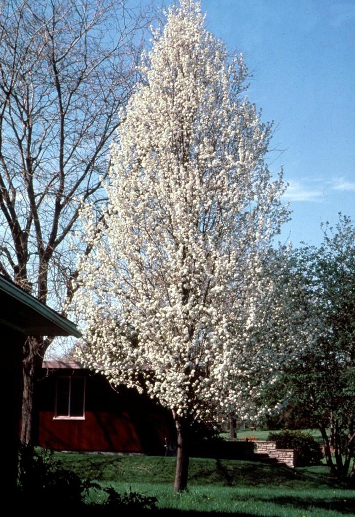 Chanticleer® Pear - Pyrus calleryana 'Glen's Form'