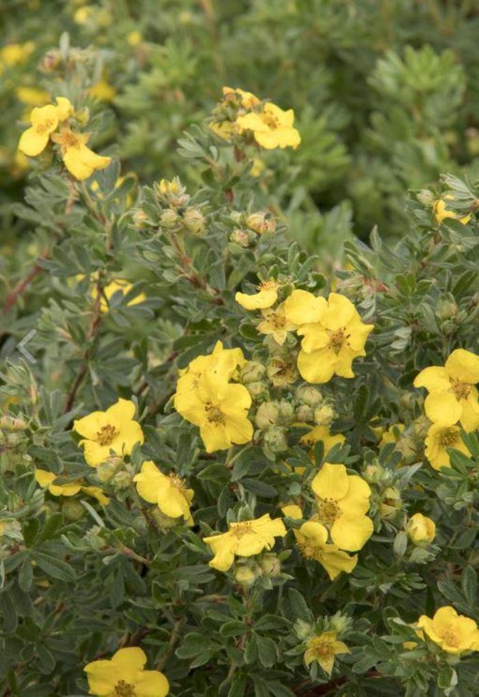 CheeseHead Potentilla - Potentilla fruticosa 'SMPFMY' CheeseHead Potentilla - Potentilla fruticosa 'SMPFMY'