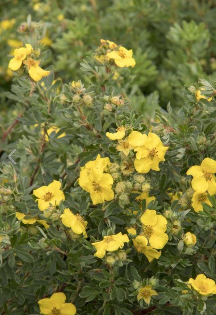 CheeseHead Potentilla - Potentilla fruticosa 'SMPFMY'