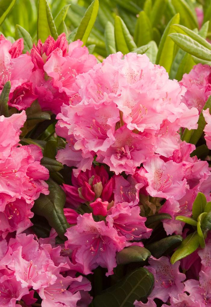 Haaga Rhododendron - Rhododendron 'Haaga' Haaga Rhododendron - Rhododendron 'Haaga'