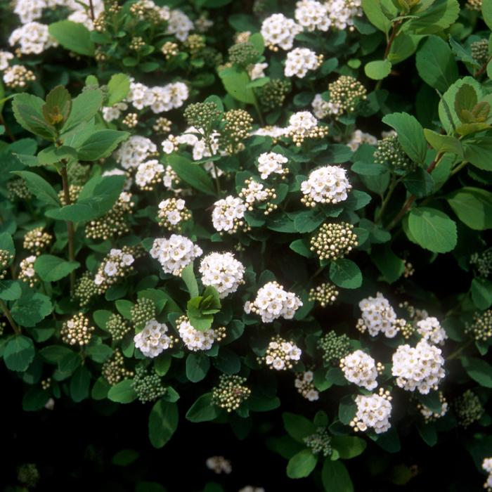 Tor Birchleaf Spirea - Spiraea betulifolia 'Tor' Tor Birchleaf Spirea - Spiraea betulifolia 'Tor'