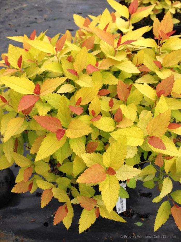 Double Play Candy Corn Spirea - Spirea japonica 'NCXI'