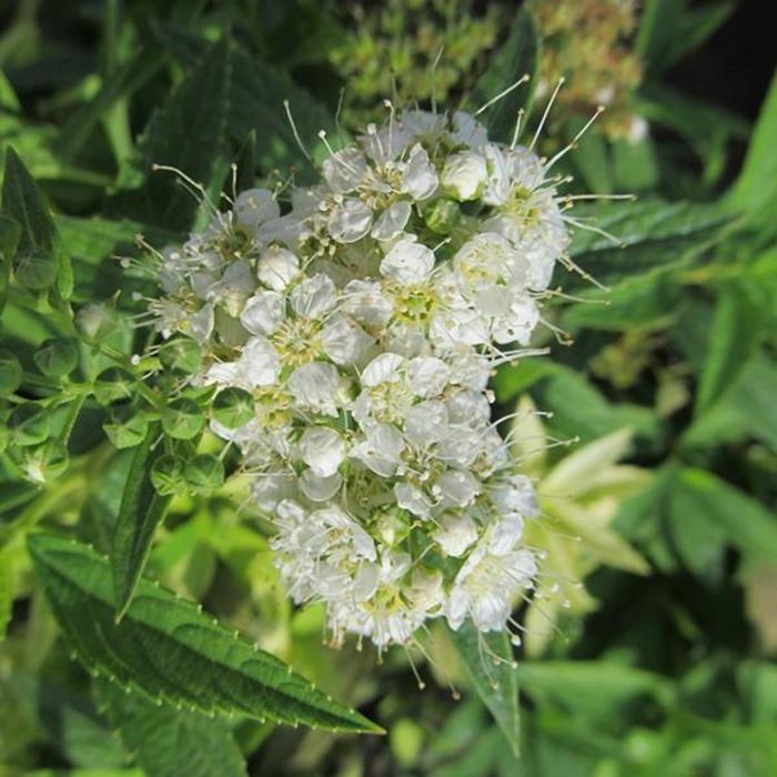 Japanese White Spirea - Spiraea albiflora Japanese White Spirea - Spiraea albiflora