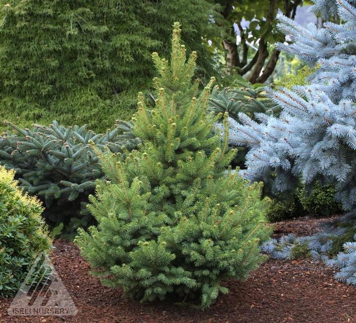 North Star White Spruce - Picea glauca 'North Star' North Star White Spruce - Picea glauca 'North Star'