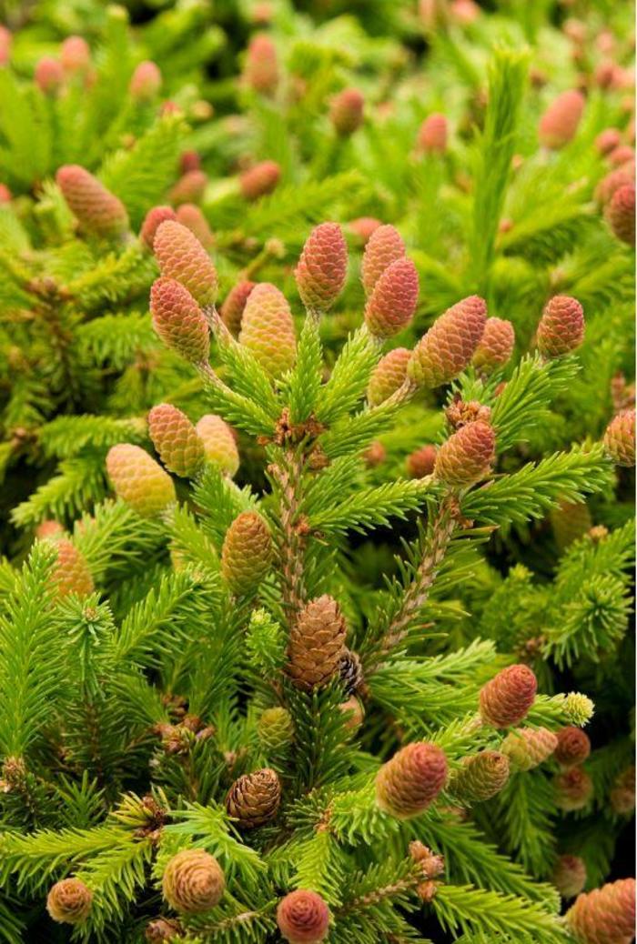 Pusch Norway Spruce - Picea abies 'Pusch'
