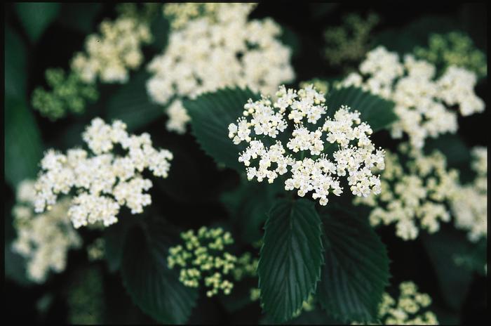 Autumn Jazz Arrowwood Viburnum - Viburnum dentatum 'Ralph Senior'