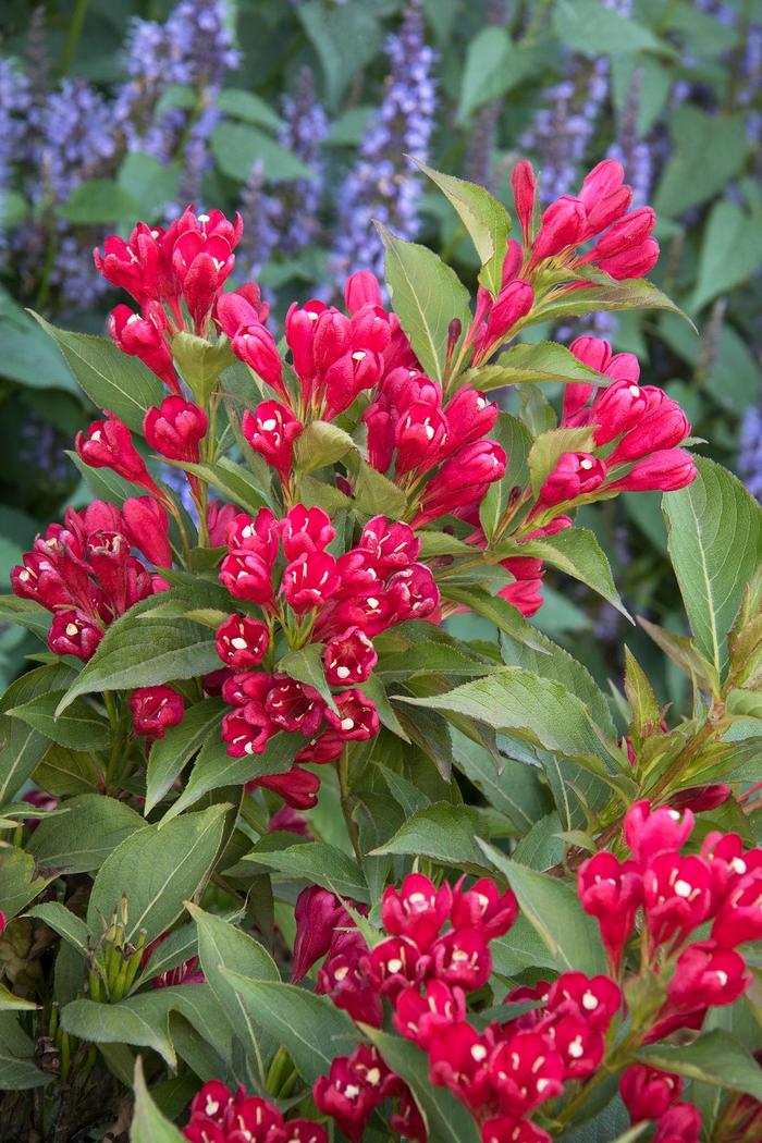 Crimson Kisses Weigela - Weigela 'Slingco 1'