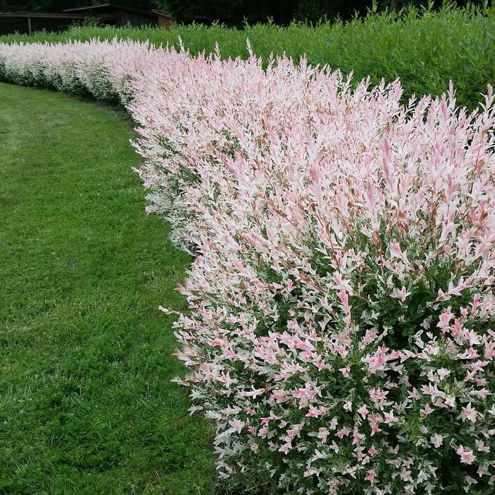 Flamingo Dappled Willow - Salix integra 'Flamingo' Flamingo Dappled Willow - Salix integra 'Flamingo'