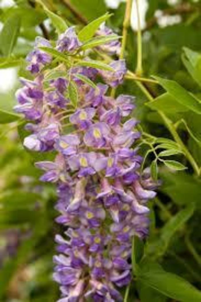 Blue Moon Wisteria - Wisteria macrostachya 'Blue Moon' Blue Moon Wisteria - Wisteria macrostachya 'Blue Moon'