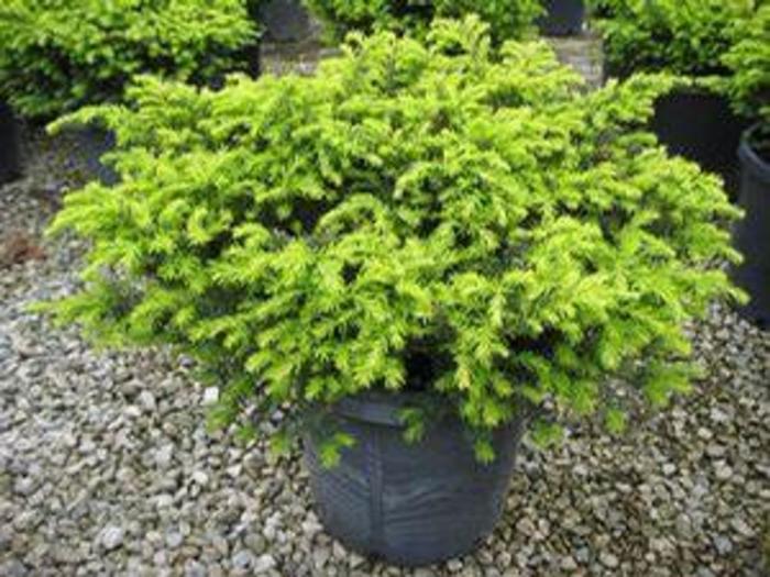 Everlow Yew - Taxus x media 'Everlow' Everlow Yew - Taxus x media 'Everlow'