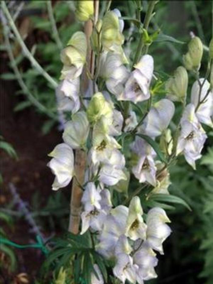 Monkshood - Aconitum x cammarum 'Stainless Steel'