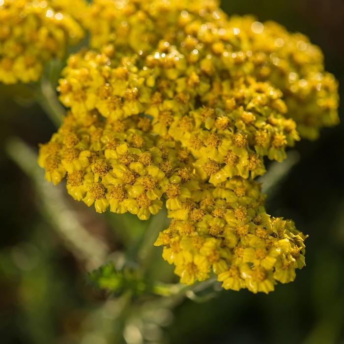 Yarrow - Achillea millefolium 'Little Moonshine'