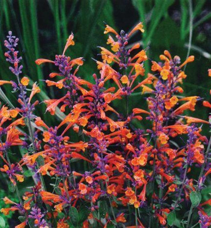 Anise Hyssop - Agastache 'Tango' Anise Hyssop - Agastache 'Tango'
