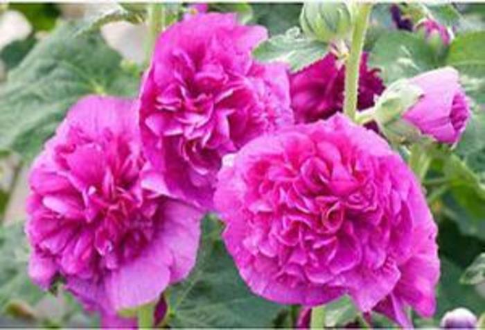 Hollyhock - Alcea rosea 'Chater's Double Violet' Hollyhock - Alcea rosea 'Chater's Double Violet'