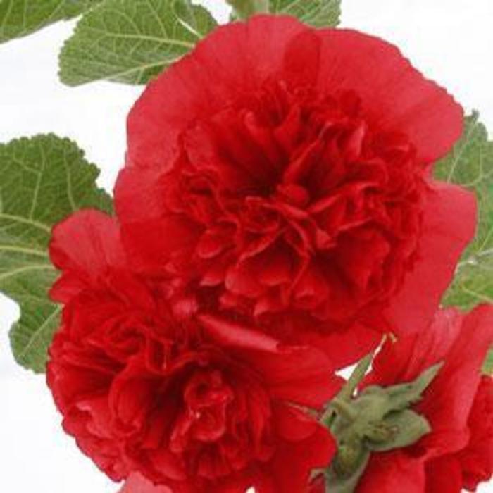 Hollyhock - Alcea rosea 'Chater's Double Red'