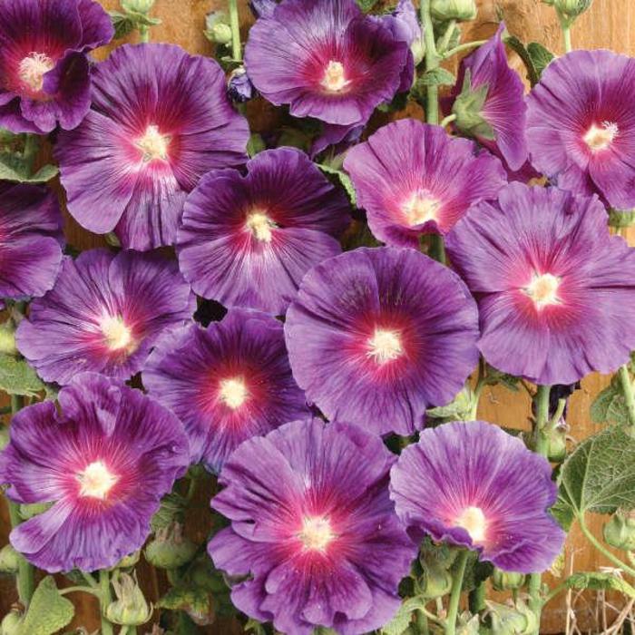 Hollyhock - Alcea rosea 'Halo Series Lavender' Hollyhock - Alcea rosea 'Halo Series Lavender'