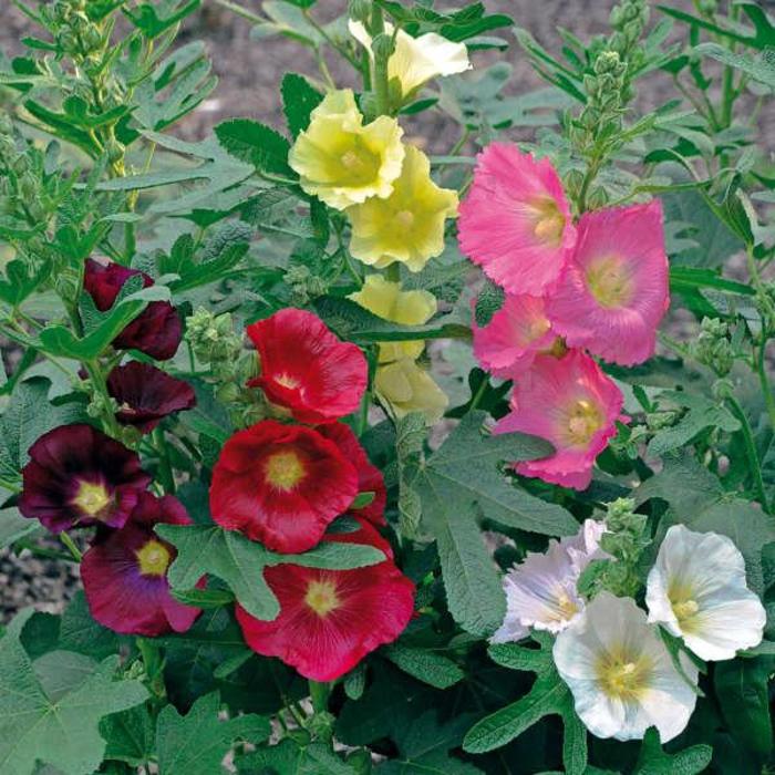 Hollyhock - Alcea 'Las Vegas' Hollyhock - Alcea 'Las Vegas'