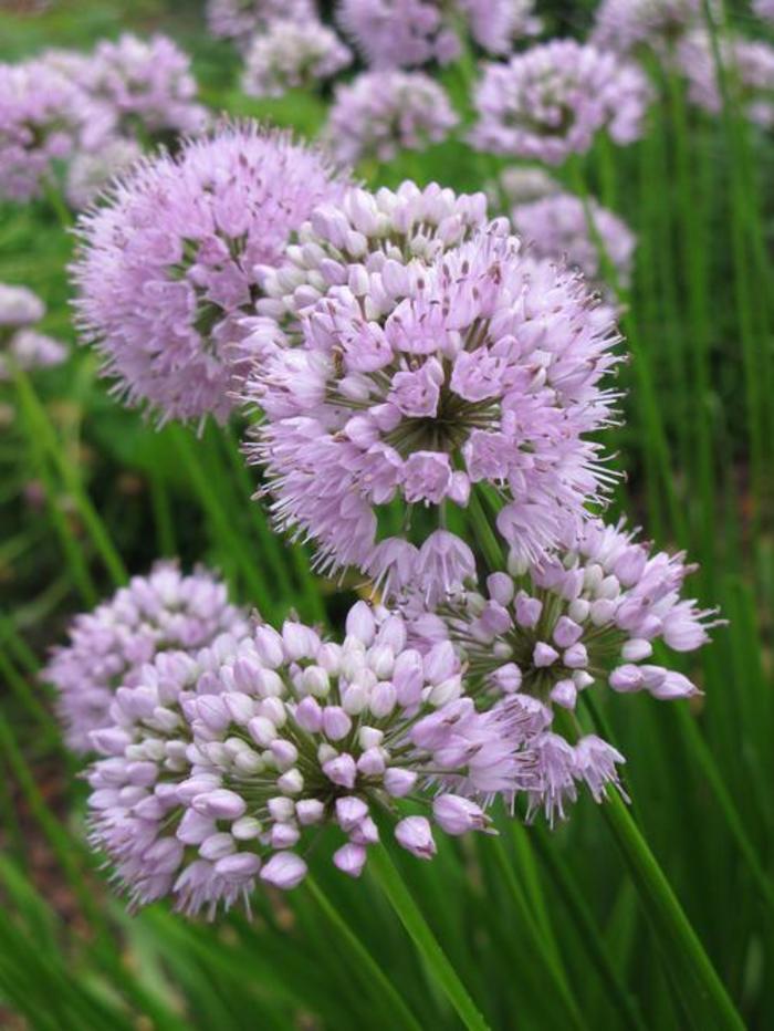 Ornamental Onion - Allium tanguticum 'Summer Beauty'