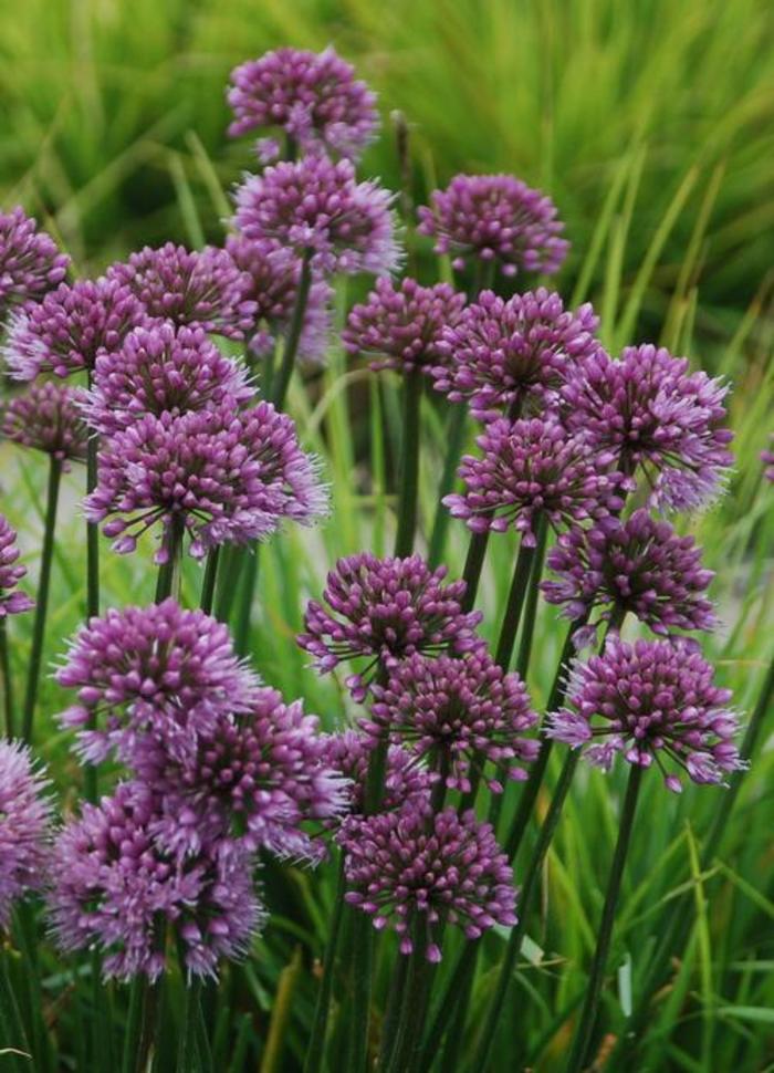 Ornamental Onion - Allium 'Windy City' Ornamental Onion - Allium 'Windy City'